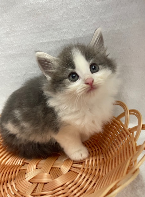 子猫情報 – 岡山のブリーダー直販店｜仔猫をお探しの方は